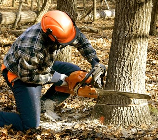 Tree Removal in Mittie, LA